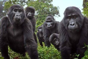 GORILAS EN UGANDA
